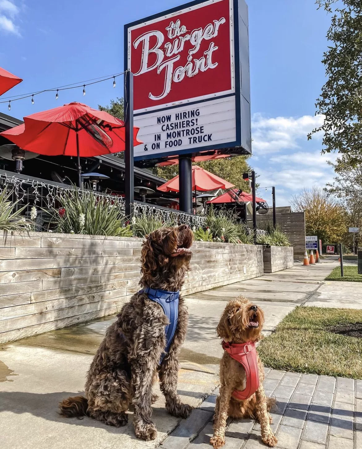 dog friendly burger joint